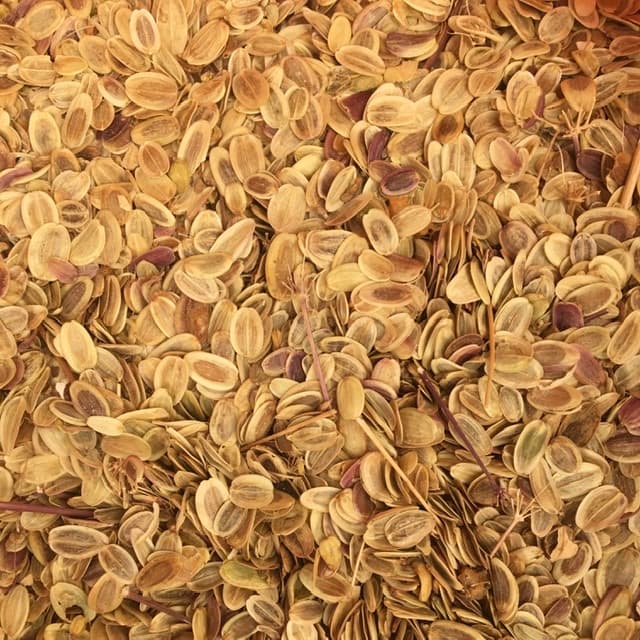 انجدان رومی (بذر انغوزه)