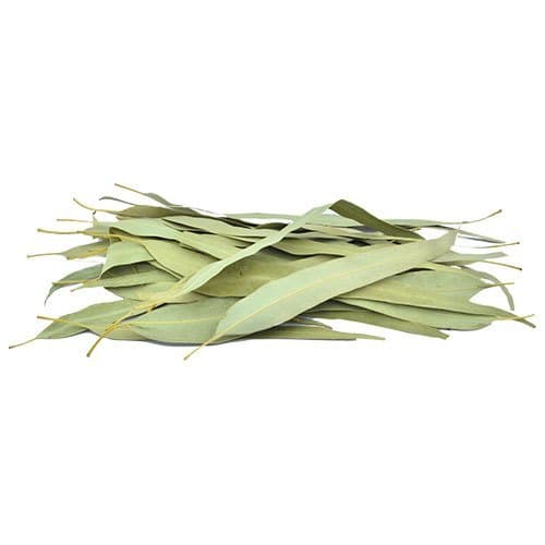 برگ اکالیپتوس خشک