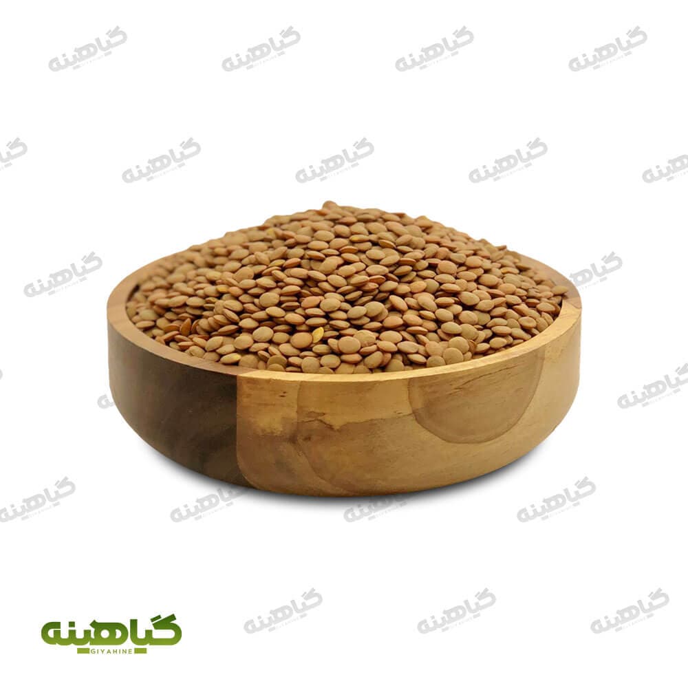 عدس درشت