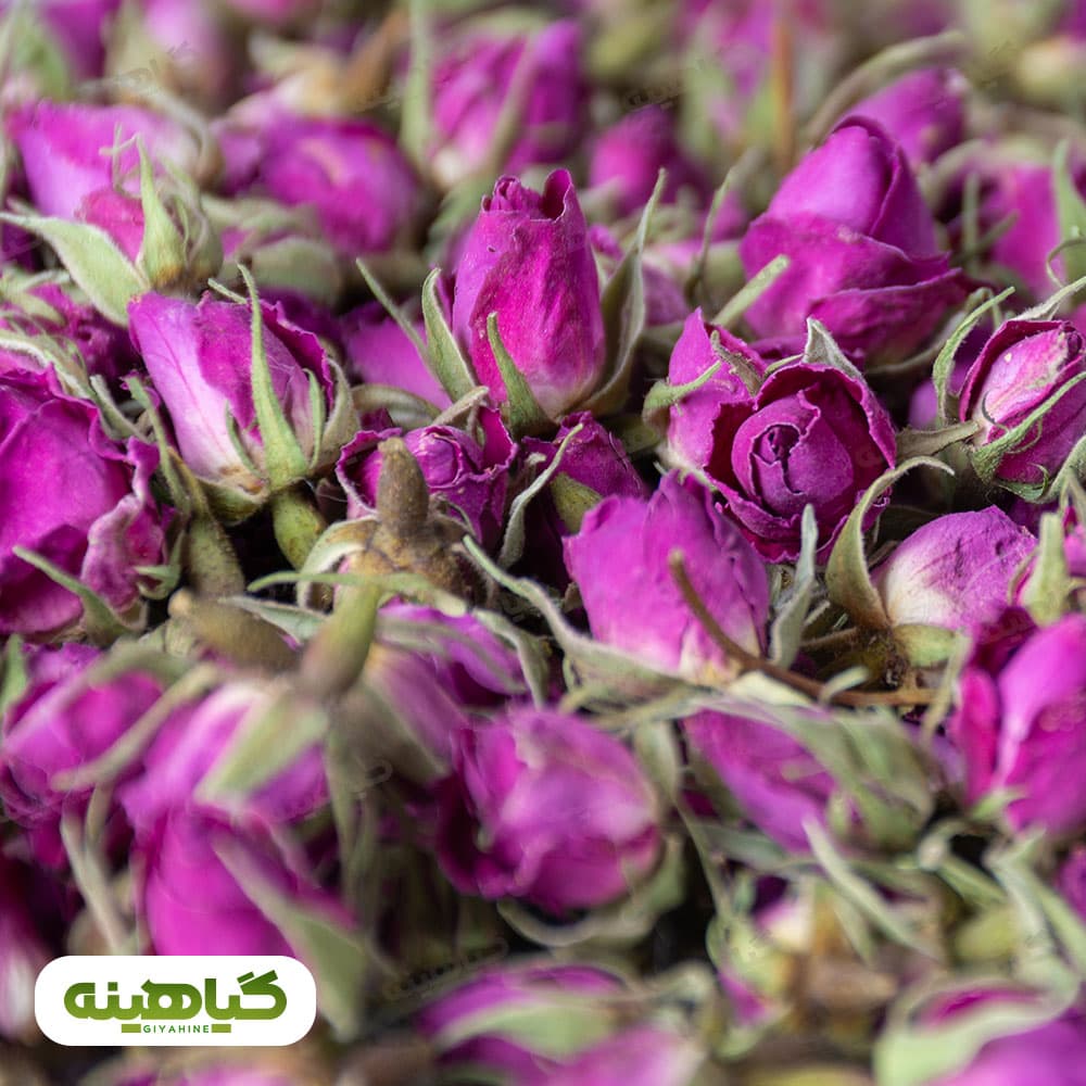 غنچه گل محمدی داراب شیراز image