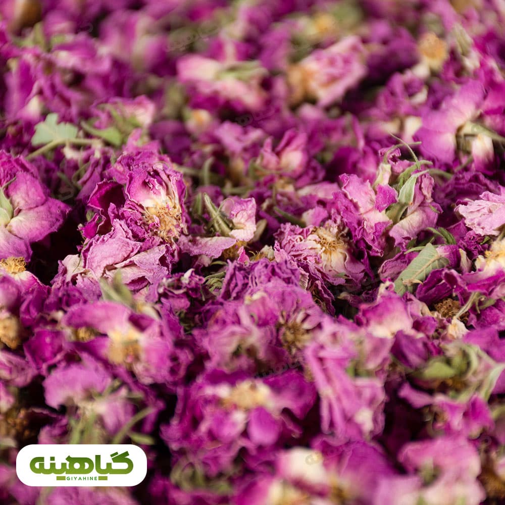 گل محمدی باز شده image