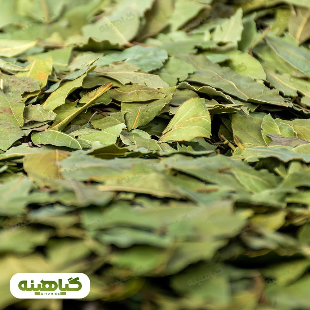 برگ بو image