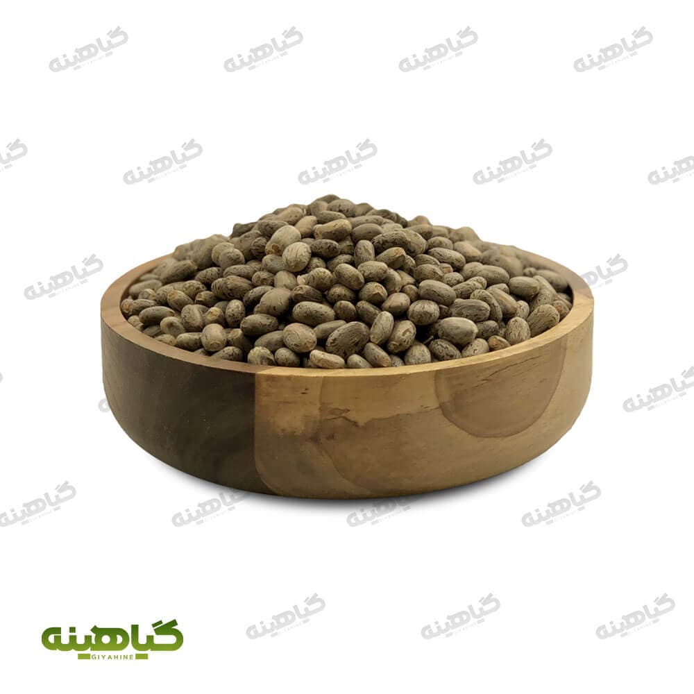 دانه کرچک (بیدانجیل)