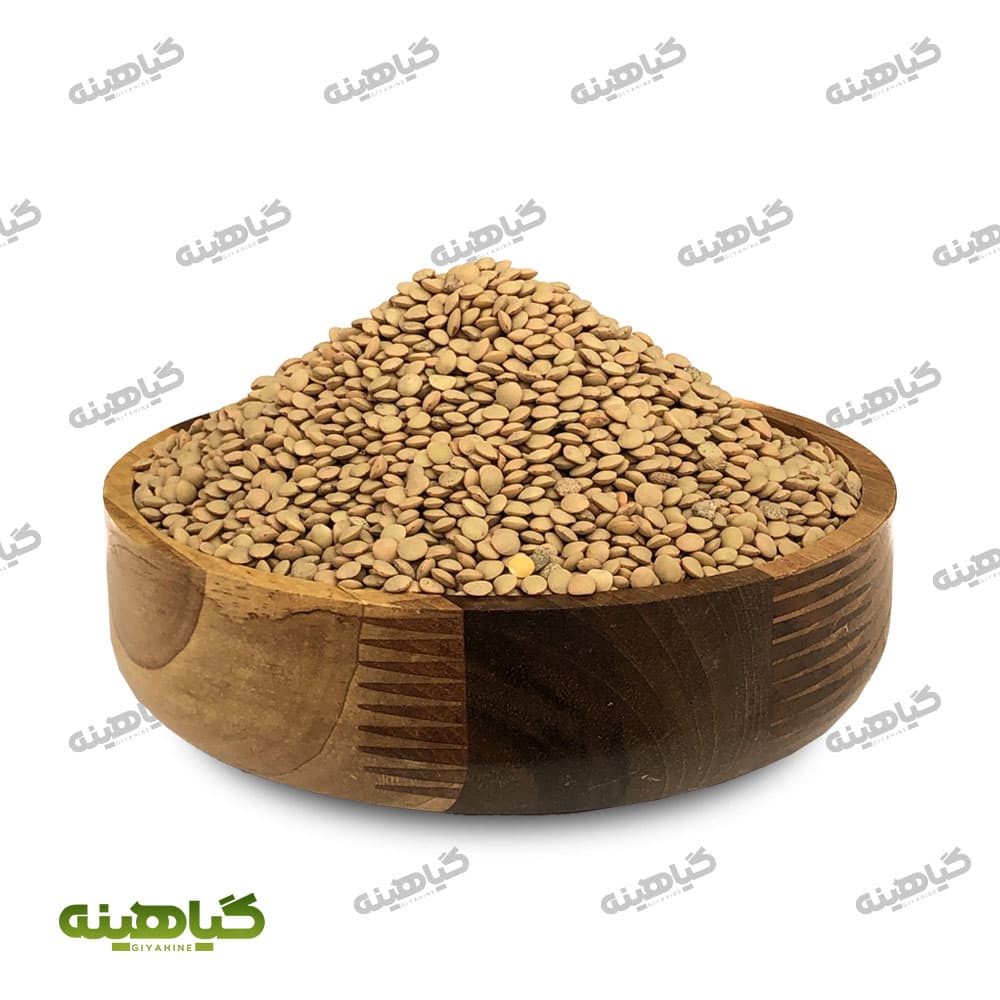 عدس ریز