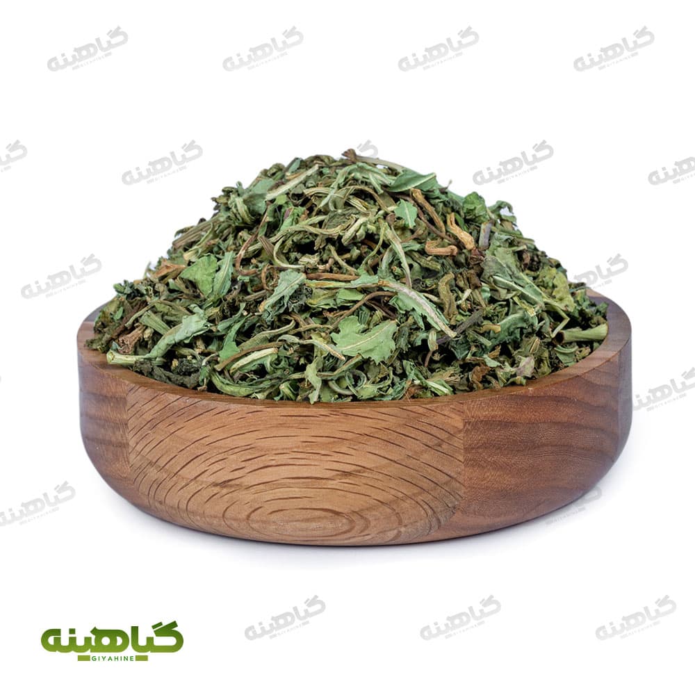 برگ کاسنی