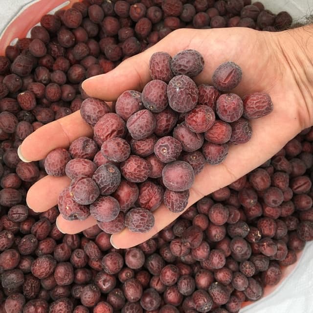 عناب درشت لوکس گیاهینه image