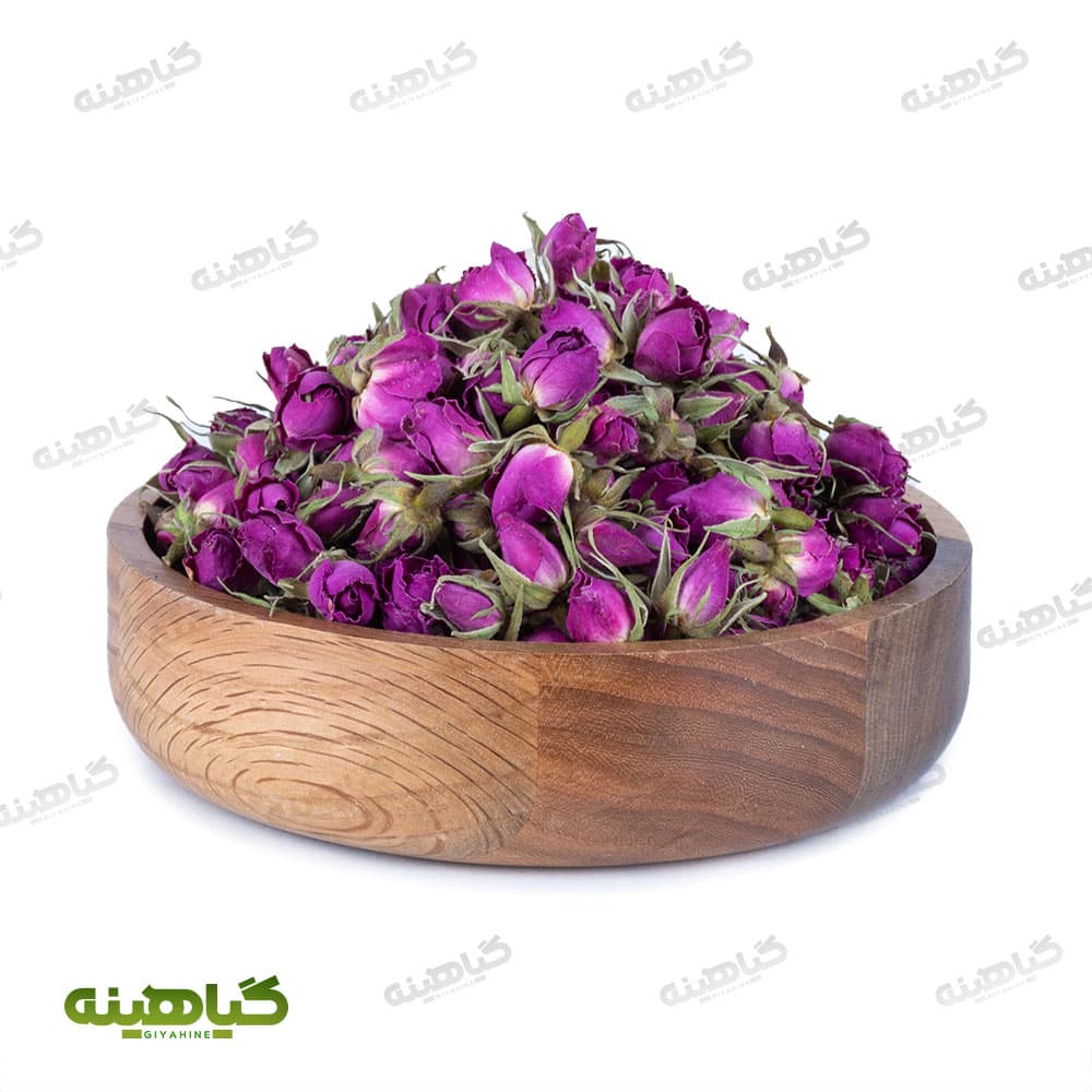 غنچه گل محمدی داراب شیراز